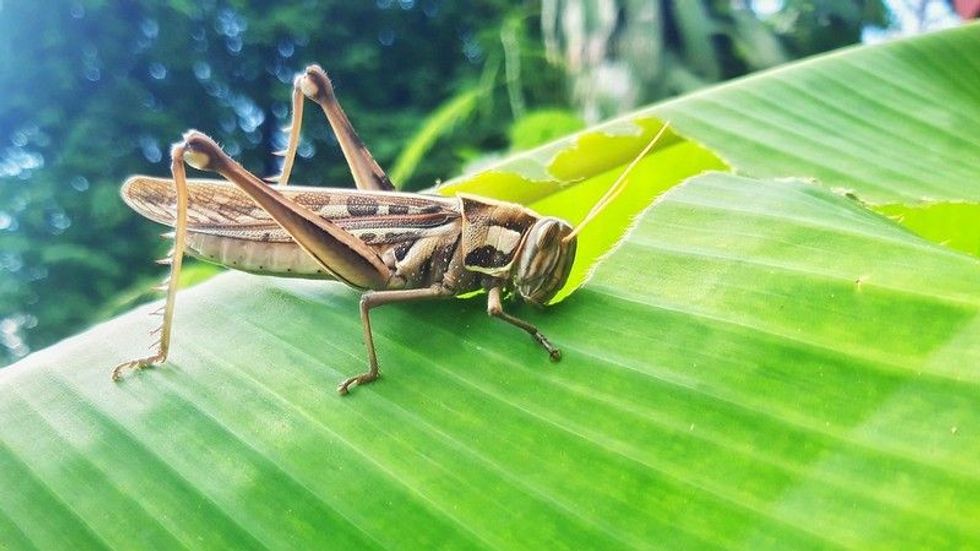 he grasshopper digestive system is divided into foregut, midgut, and hindgut.