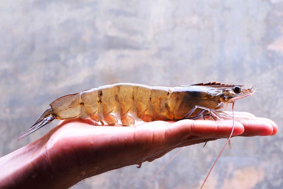 Healthy live Vannamei broodstock shrimp on a hand.