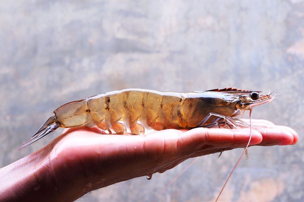 Healthy live Vannamei broodstock shrimp on a hand.