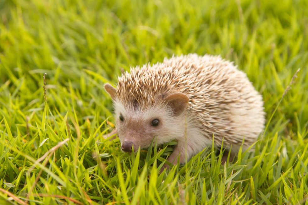 Hedgehog in the garden.