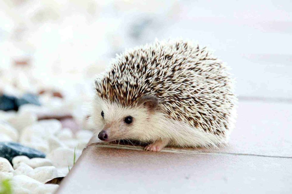 hedgehog names that are funniest