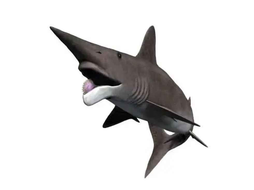 Helicoprion facts!