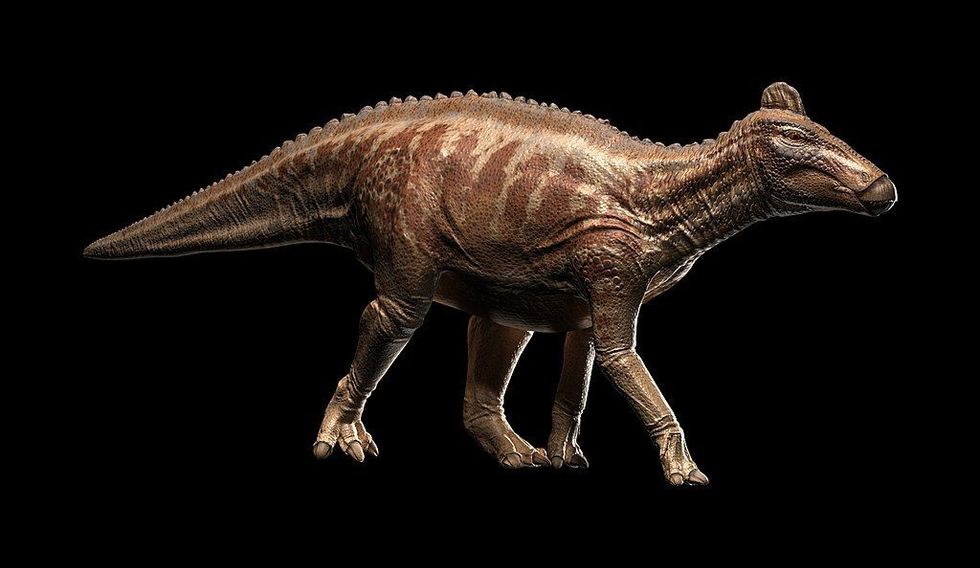 Helladotherium facts talk about its cranial material and dental material.