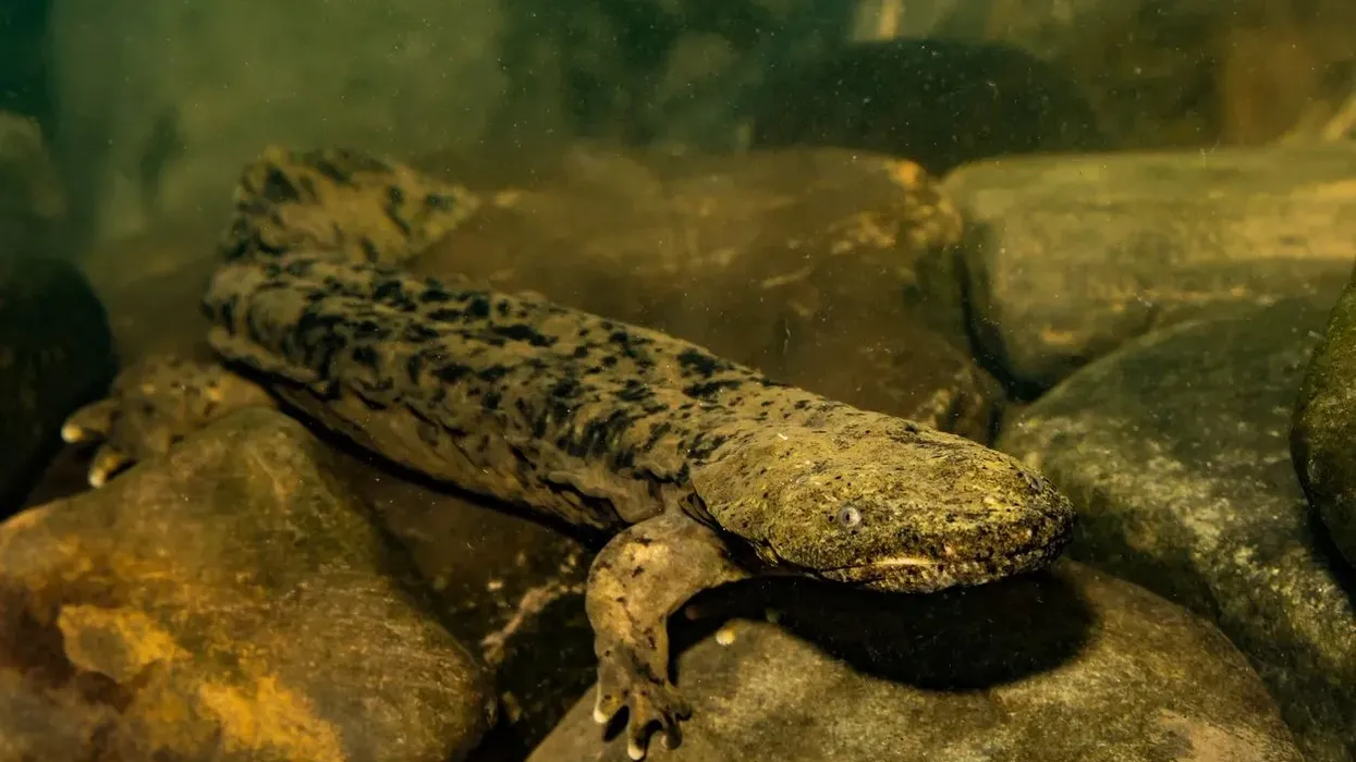 Hellbender facts are interesting.