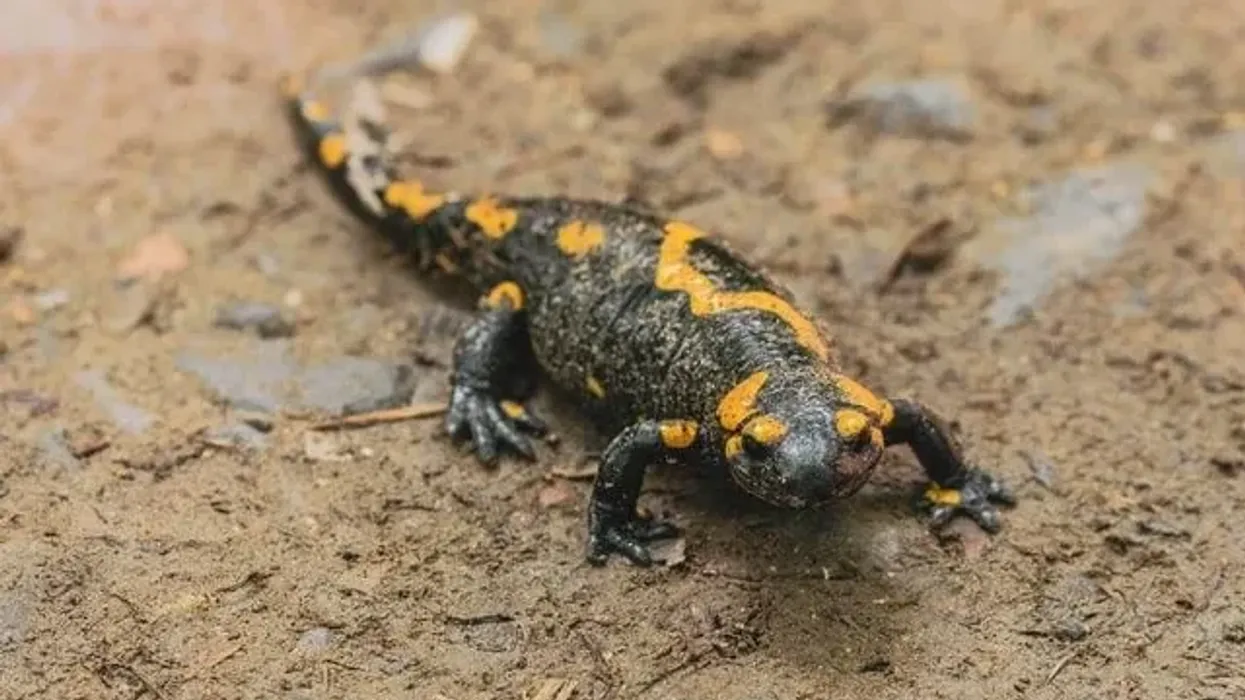 Hellbender salamander facts for kids are educational!