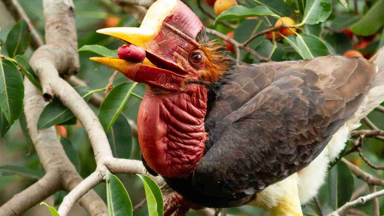 Helmeted hornbill facts about the colorful bird found in Malaysia, Thailand, and Myanmar