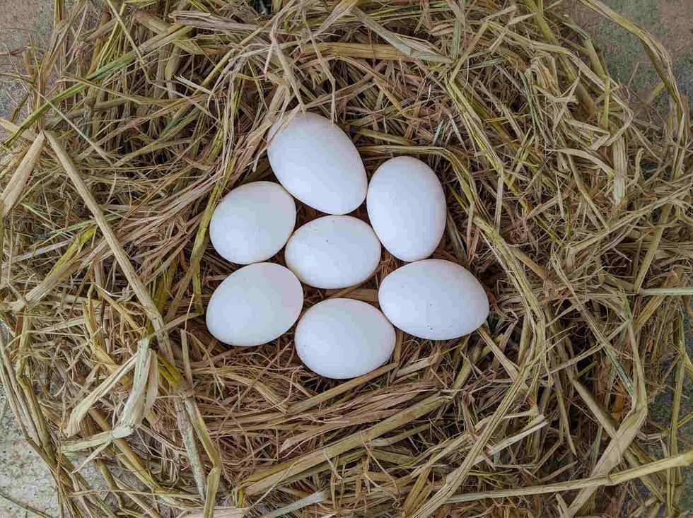 Hen eggs in the hay nest.