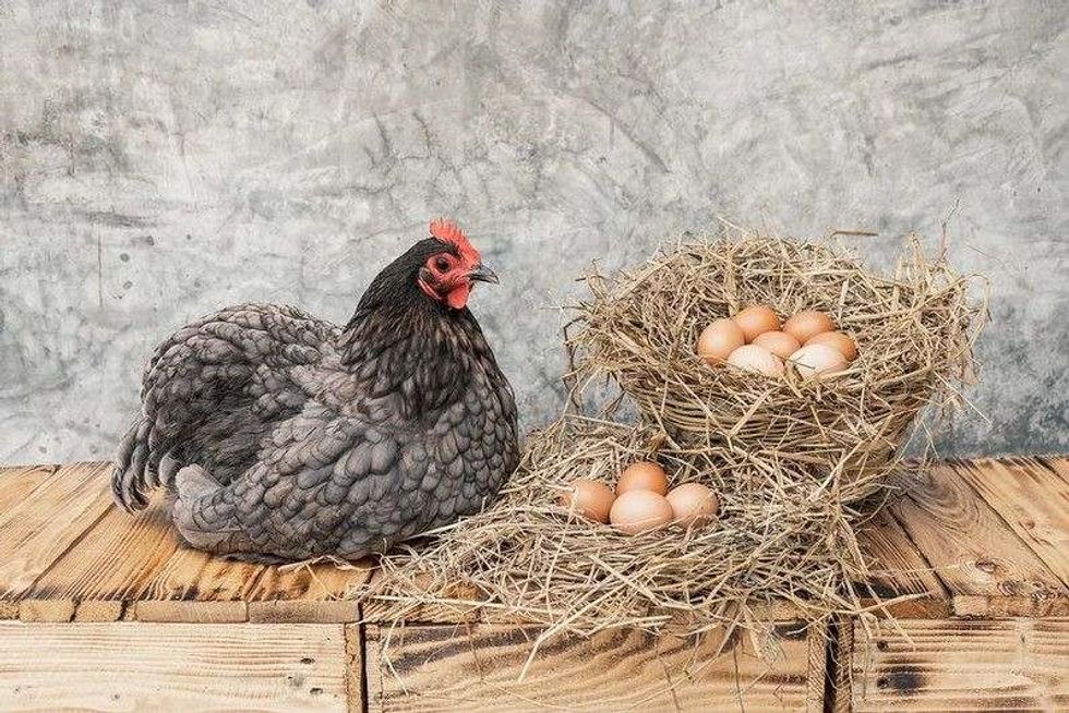 Hens on a wooden floor with many eggs.