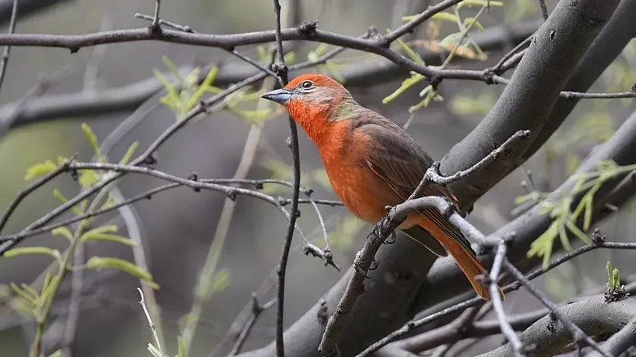 Hepatic tanager facts about the North American bird's species.