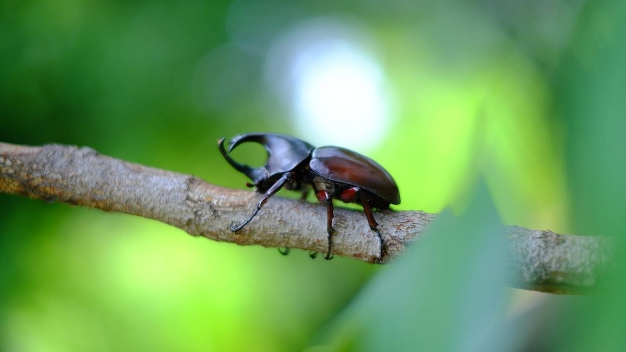 Hercules beetle facts on the beetle with horns.