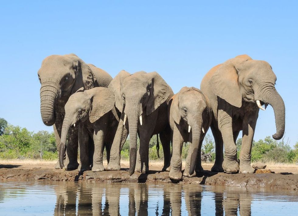 Herd of Elephants in forest.
