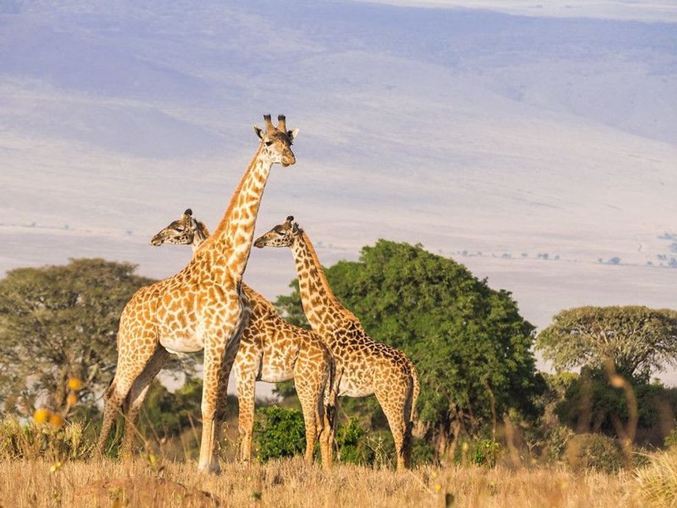 Herd of giraffes at sunset