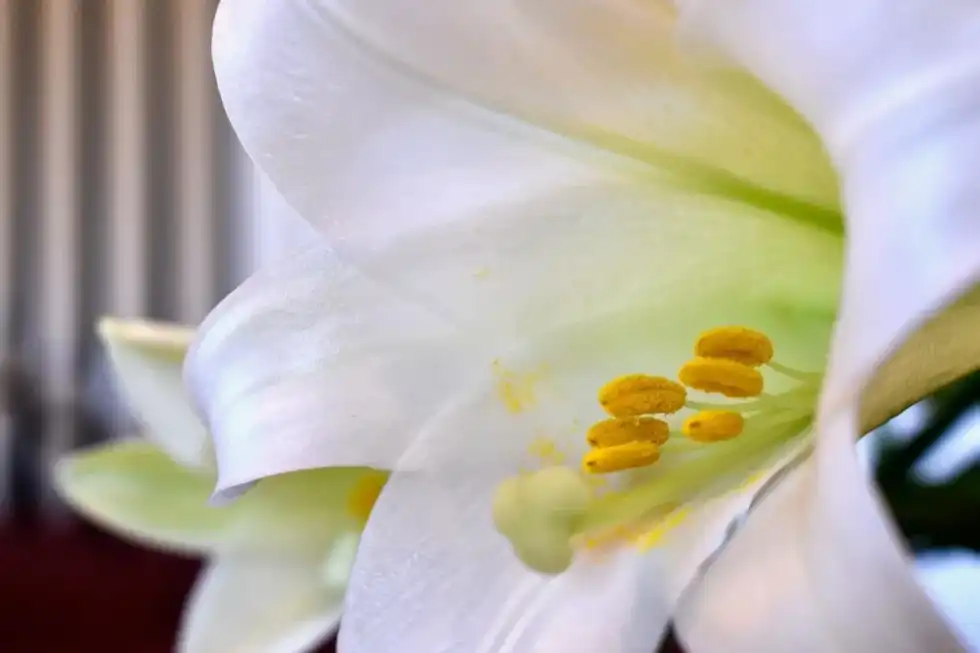 Here are 19 Easter lily facts for all flower lovers.