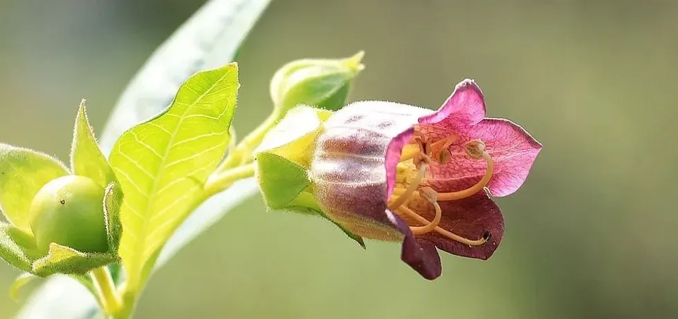 Here are 22 Deadly Nightshade Facts for all flower lovers.