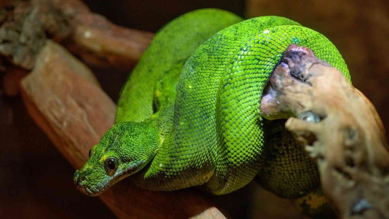 Here are a few interesting and fun Boomslang facts