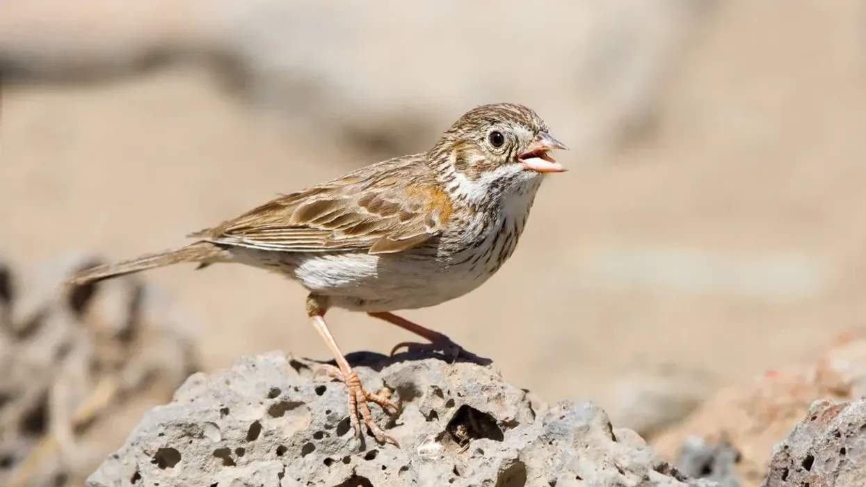 Here are a few interesting vesper sparrow facts for kids.