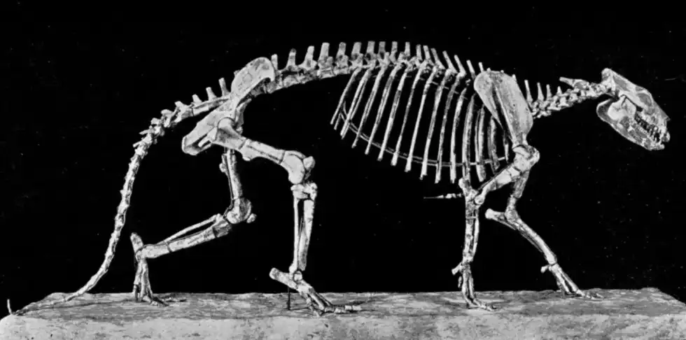 Here are a few Phenacodus facts that are sure to amaze you!