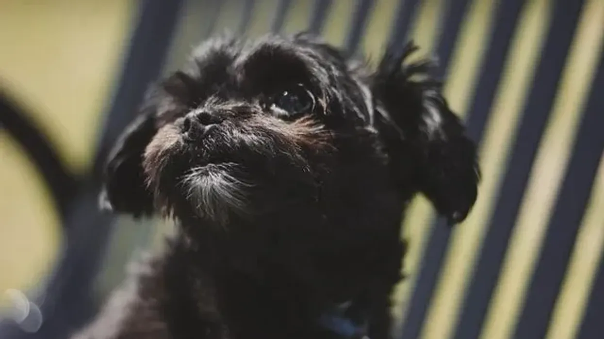 Here are Affenpinscher facts about these cute animals with high energy level.