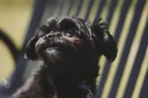 Here are Affenpinscher facts about these cute animals with high energy level.