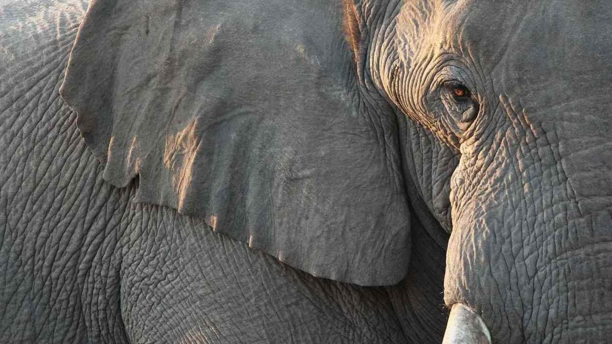 Here are amazing elephant facts about this majestic creature.