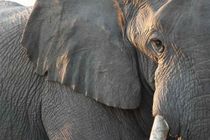 Here are amazing elephant facts about this majestic creature.