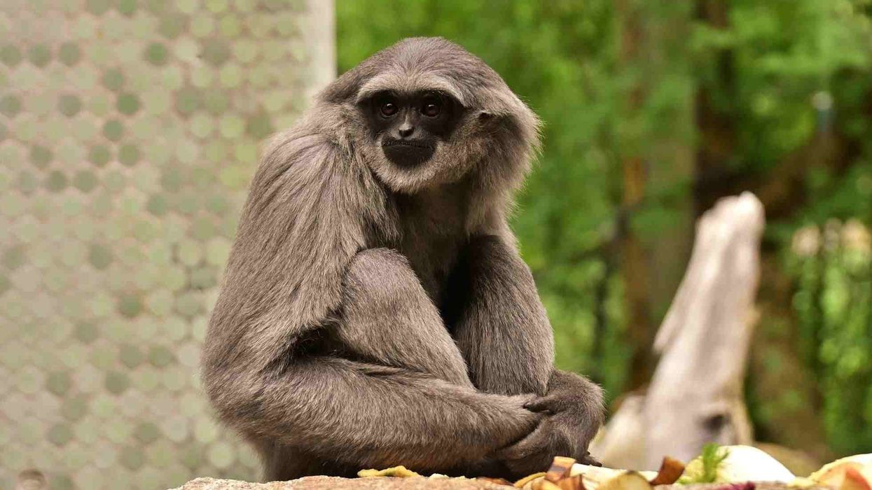 Here are amazing gibbon facts for kids to learn more about the white cheeked Gibbon.