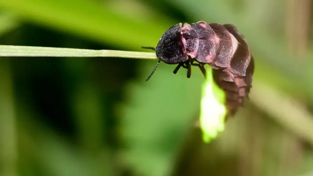 Here are amazing glow-worm facts for kids.