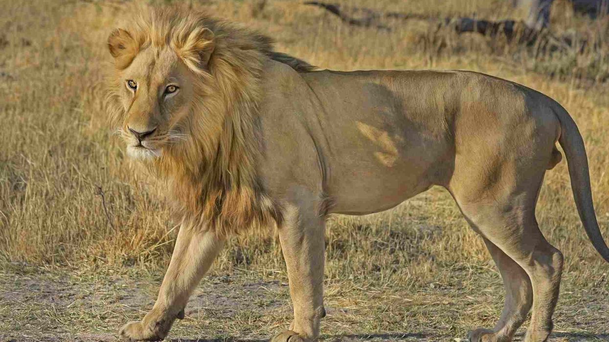 Here are amazing lion facts for kids about this beautiful animal