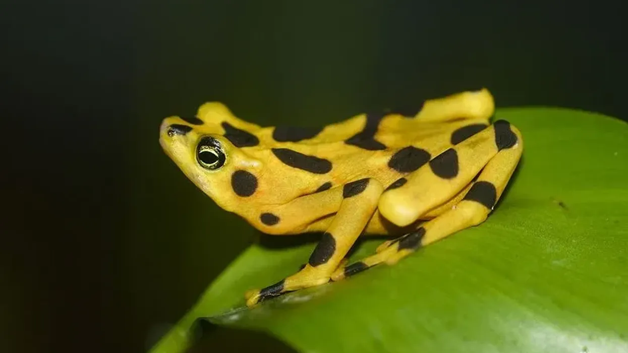 Here are amazing Panamanian golden frog facts for you to read.