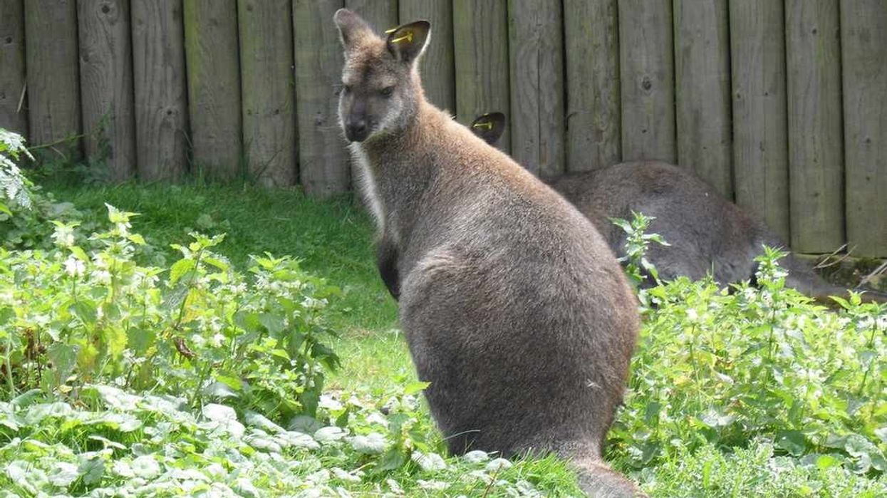 Here are amazing wallaby facts for you to look at.