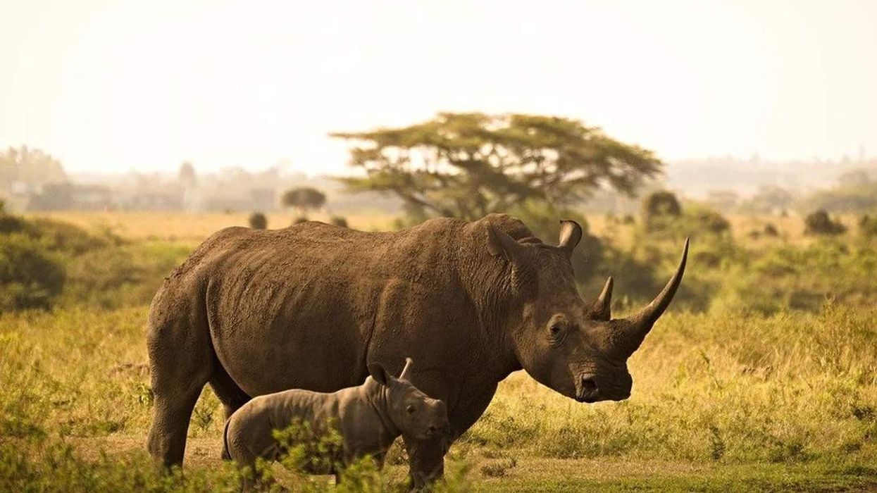 Here are amazing Western black rhinoceros facts for you to browse through.