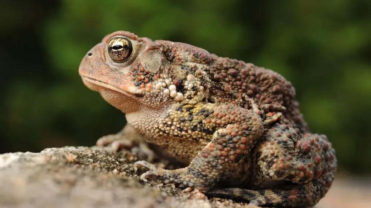 Here are American toad facts for an in-depth study of this creature.