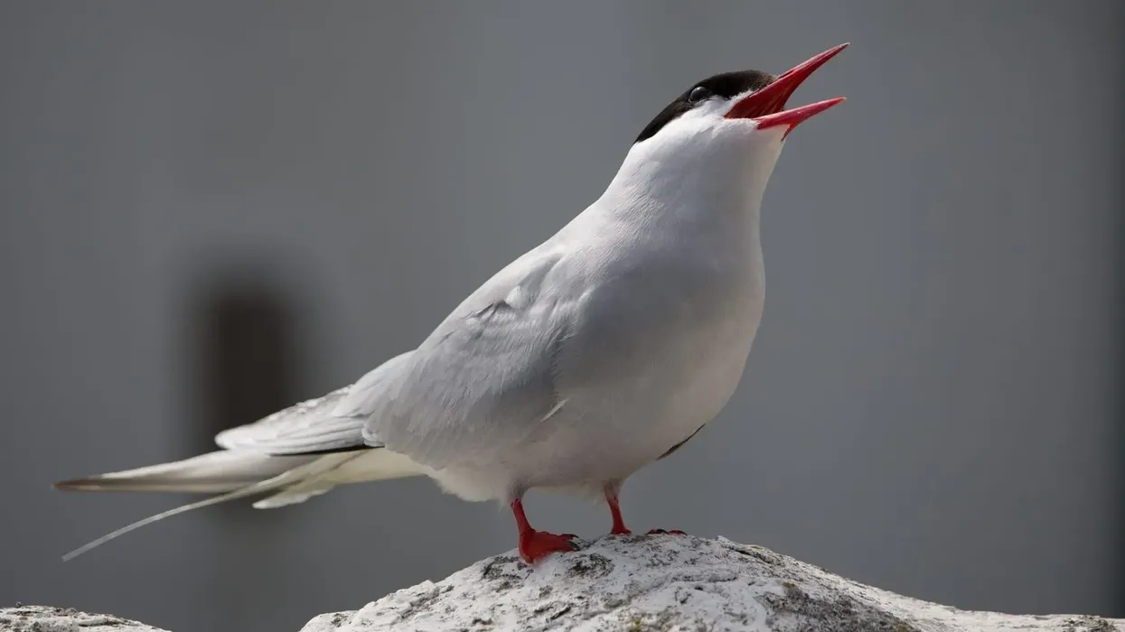 Here are Arctic tern facts for kids.