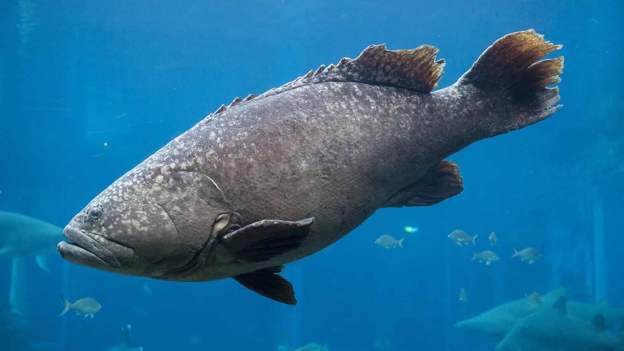 Here are black sea bass facts about this marine creature