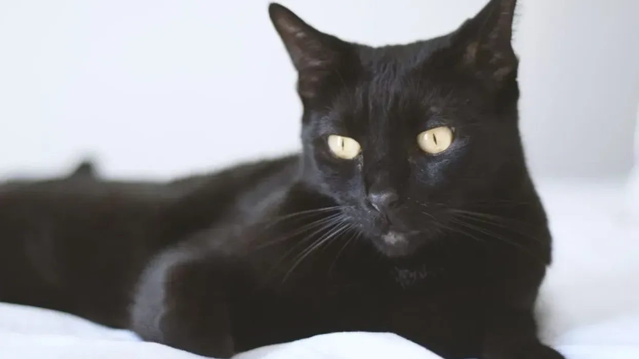 Here are Bombay cat facts for you to look at.