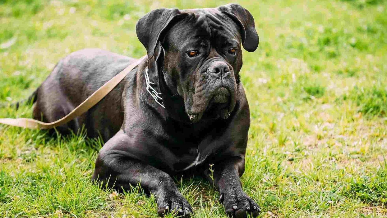 Here are Cane Corso facts for this dog breed of large size