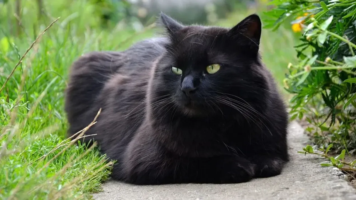 Here are Chantilly Tiffany cat facts about this fluffy feline.