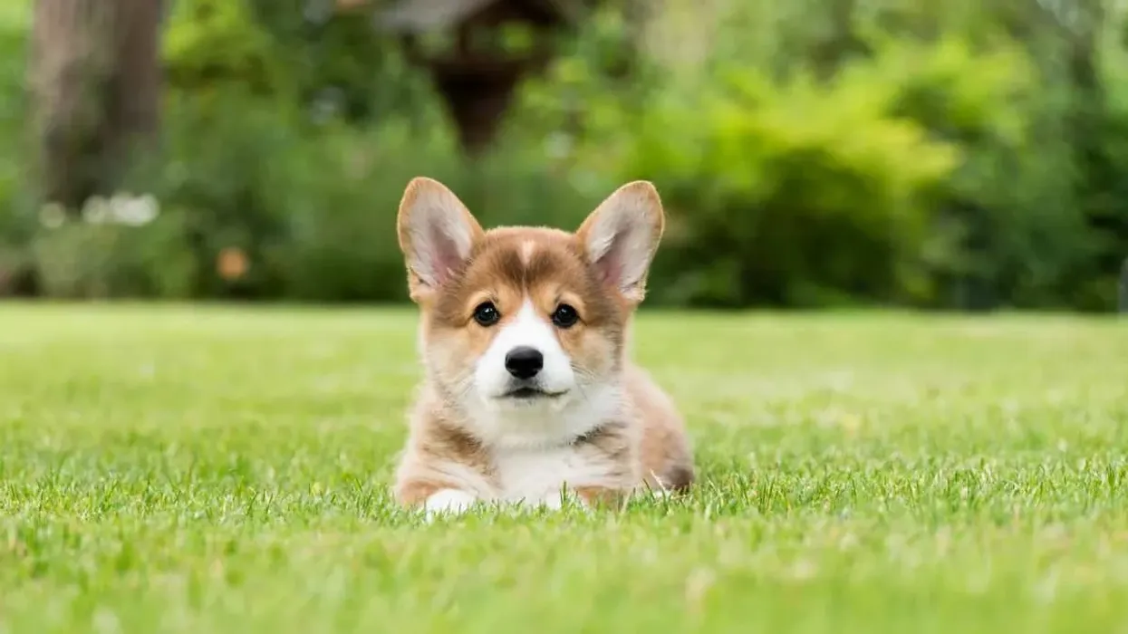 Here are corgi facts and information for you to grab on