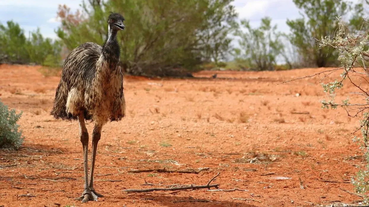 Here are emu facts for kids about this animal.