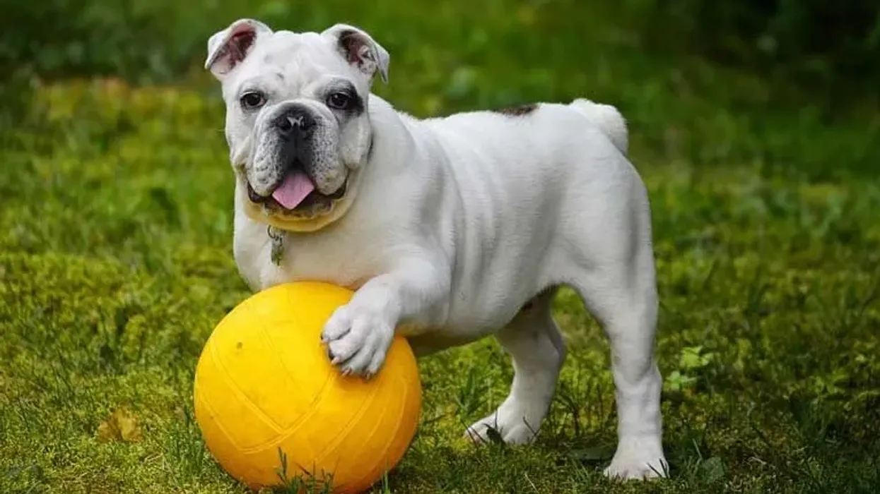 Here are English Bulldog facts about the popular dog breed that is a perfect companion for kids