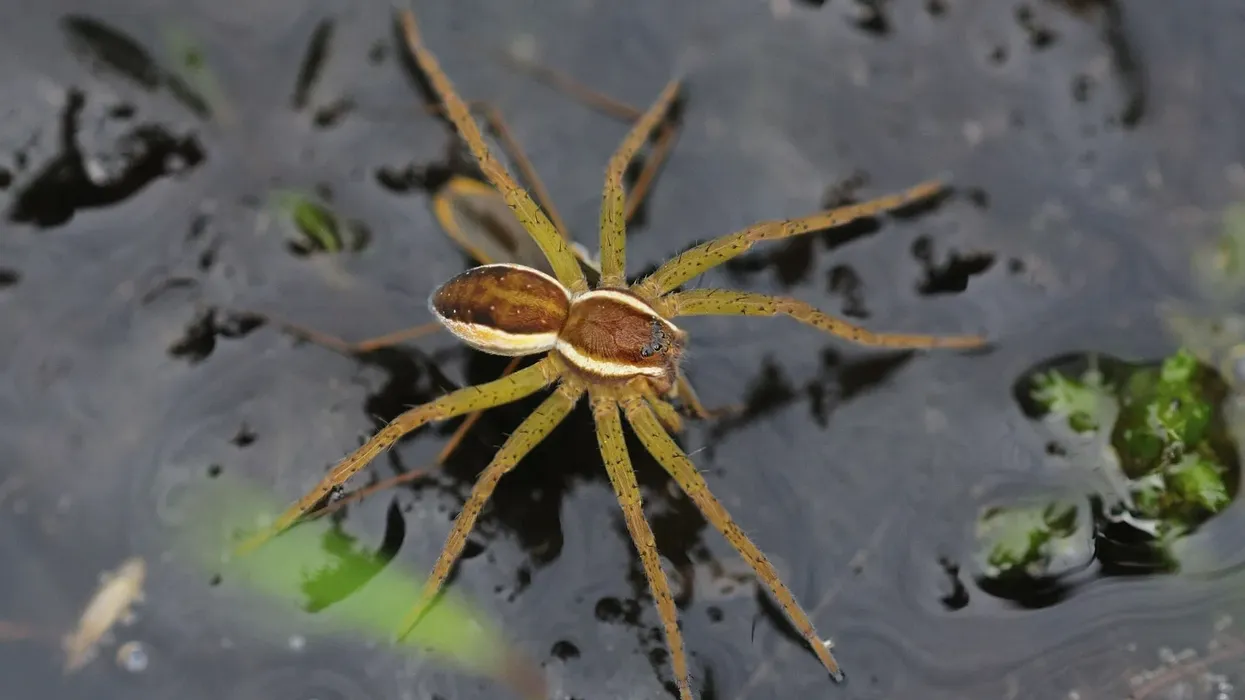 Here are facts about raft spider, an arthropod of brown color that eats small fish.