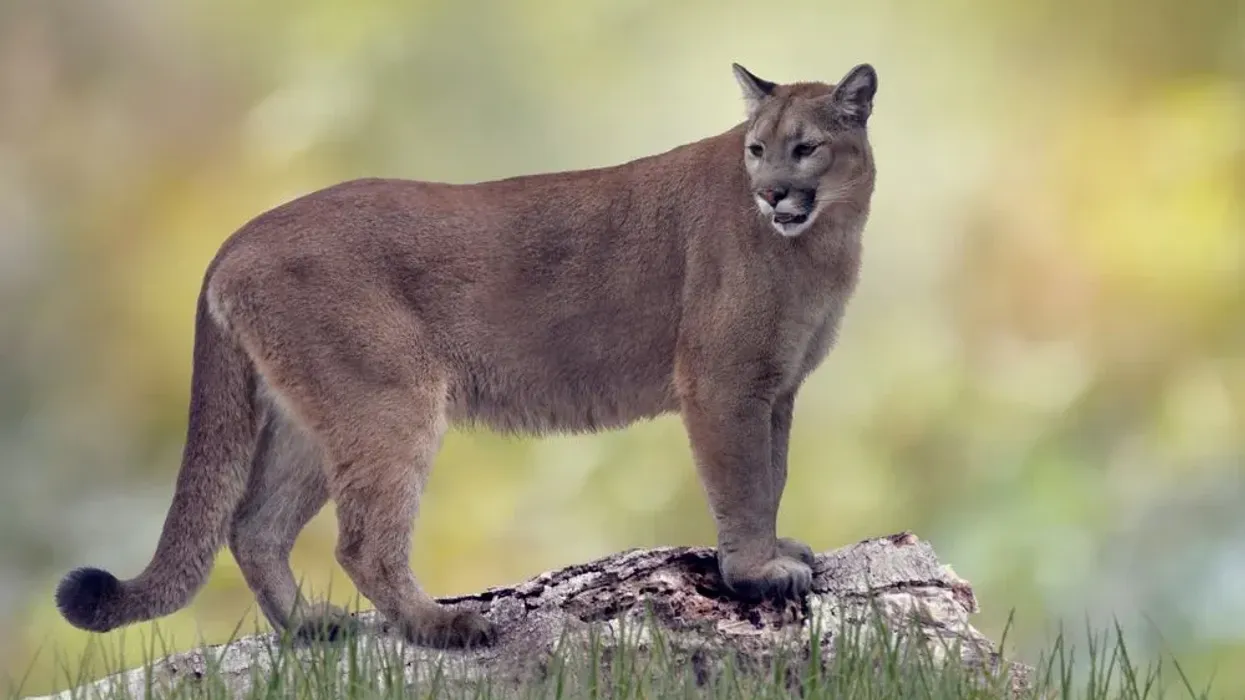 Here are Florida panther facts, read on for more information on Florida panther animal.