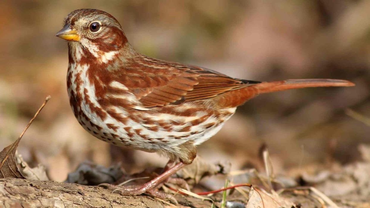 Here are fox sparrow facts for kids to learn at home.