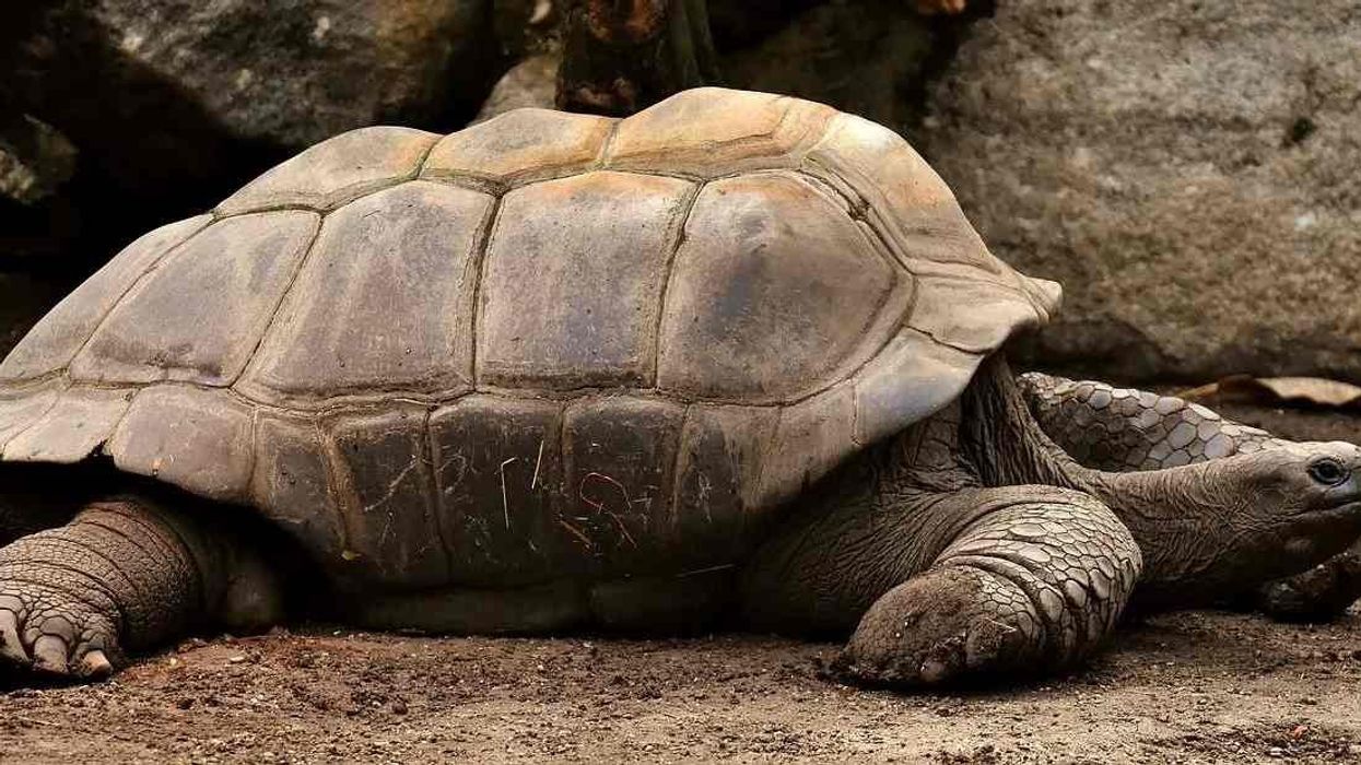 Here are giant tortoise facts for kids about this reptile.