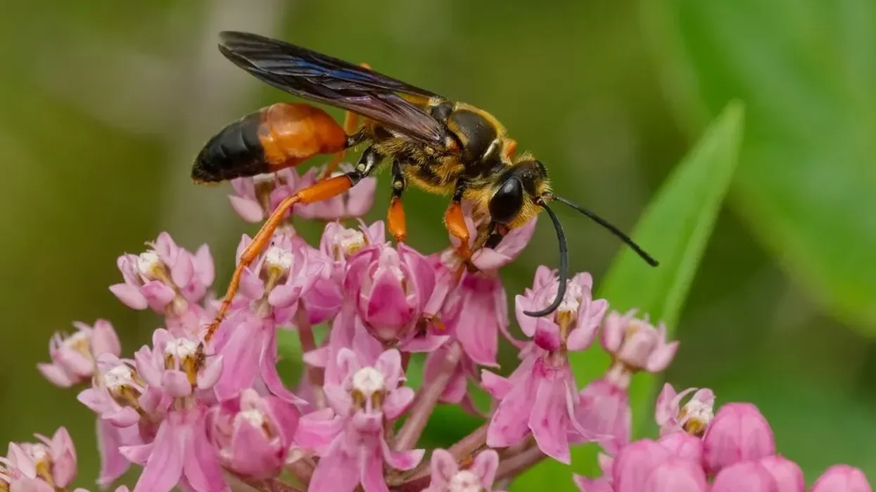 Here are great golden digger wasp facts from North America.
