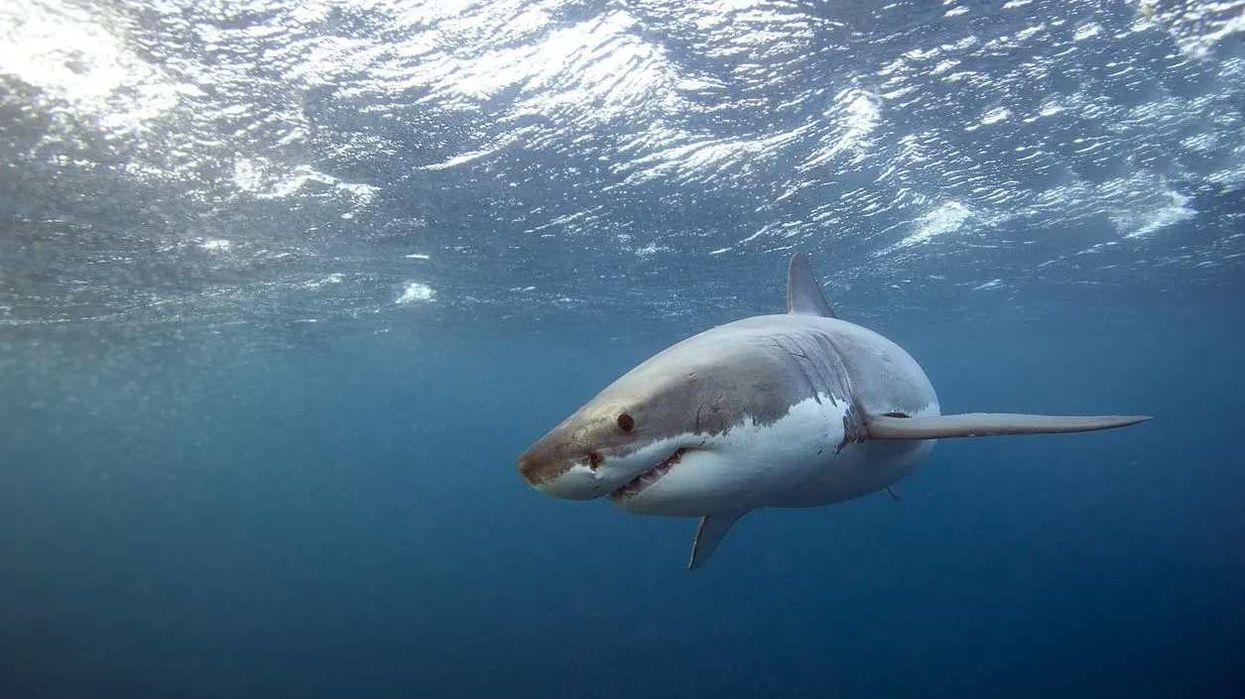 Here are great white shark facts about this giant, and beautiful, fish.