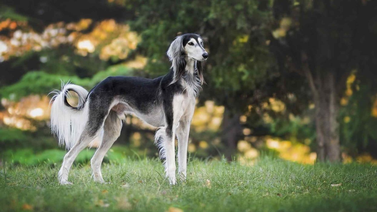 Here are greyhound facts that will highlight their personality