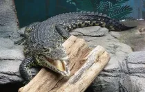 Here are interesting albino alligator facts for kids.