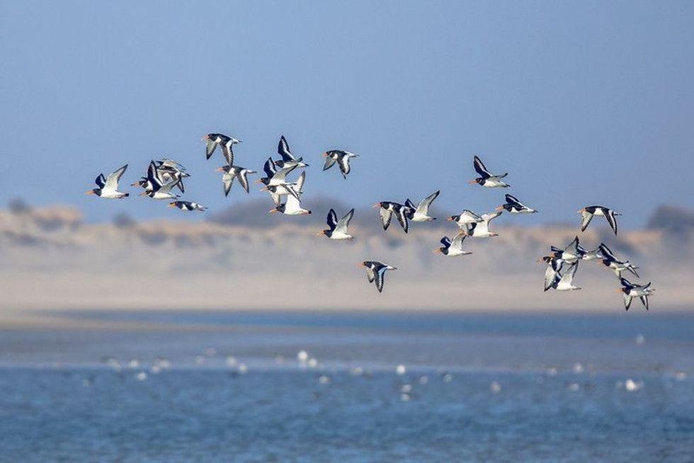 Here are interesting facts related to why and when birds migrate.