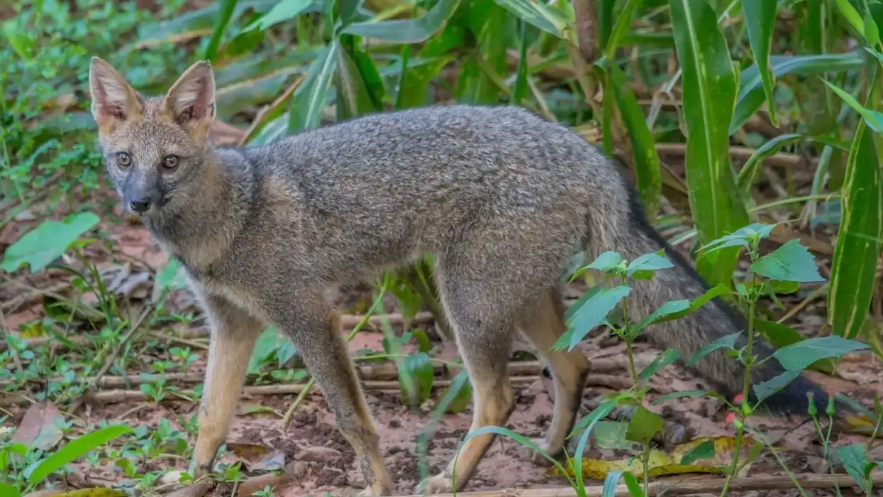 Here are interesting hoary fox facts that'll amaze you!
